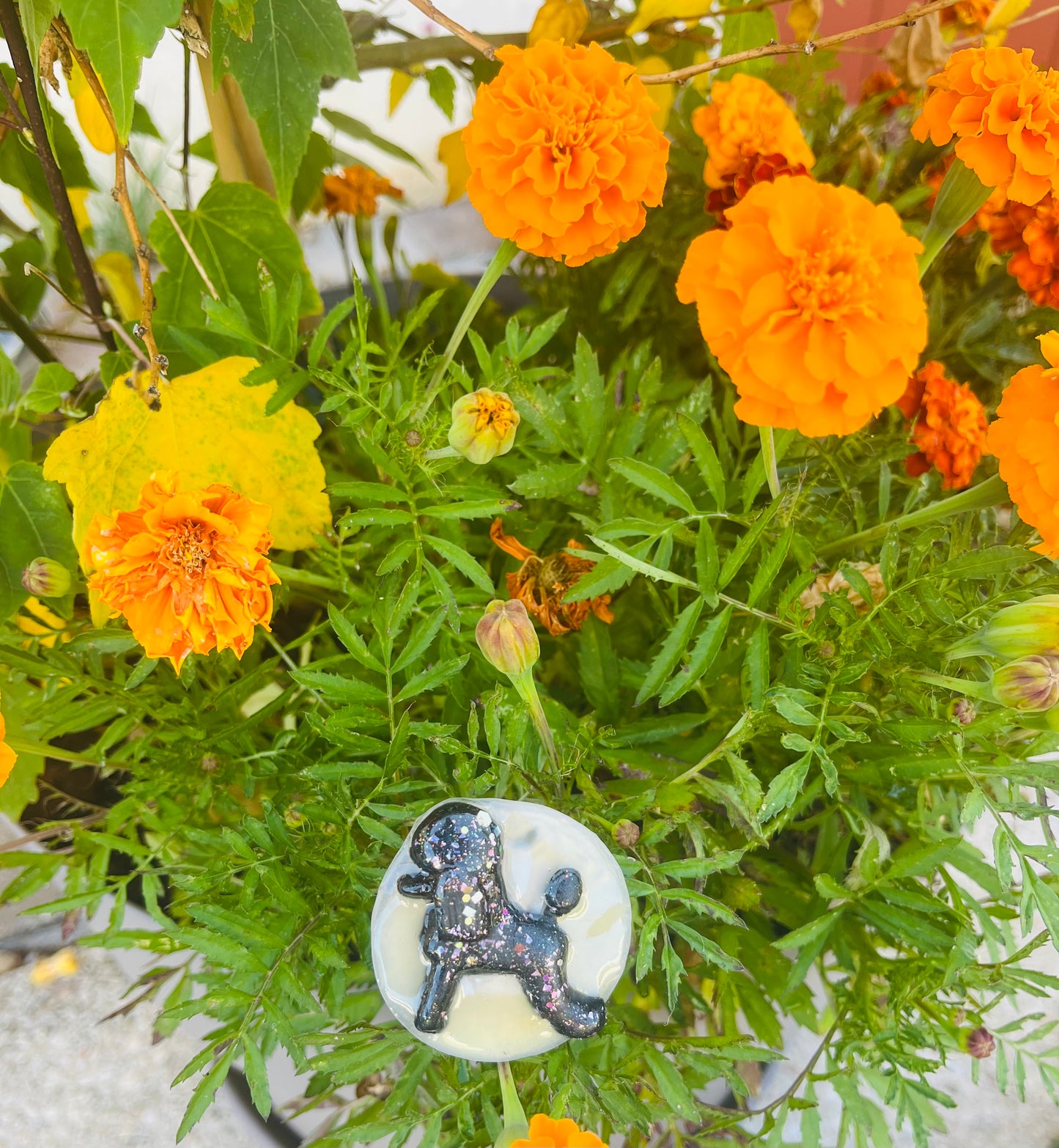 Broche caniche pour exposition canine